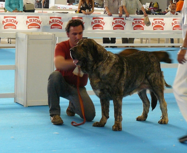 CH. Morgan del Agostadero - Champiom Class Males, Exposicion Nacional de Razas Espanolas, Talavera de la Reina, 23.5.2009 
