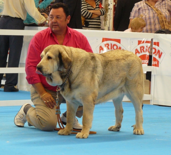 Nana de los Mercegales - Open Class Females, Exposicion Nacional de Razas Espanolas, Talavera de la Reina, 23.5.2009 
(Junco de Galisancho x Gala)
Born: 17.06.06
Keywords: 2009 mercegales