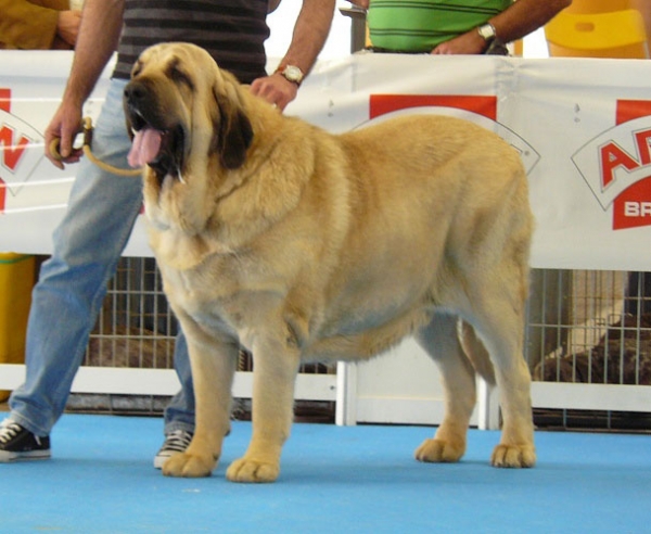 Oberon de Hazas de Cesto - Open Class Males,Exposicion Nacional de Razas Espanolas, Talavera de la Reina, 23.5.2009 
(Bulnes de Torreanaz  x Ch Coral de Hazas de Cesto)
Born: 29.04.07
Keywords: 2009 hazasdecesto