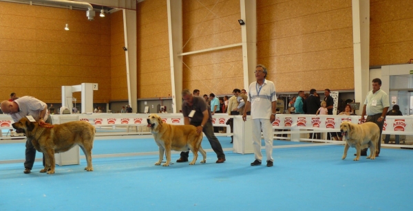 Gitana III de Monte Jaeña, Luchana II de los Zumbos & Siena de Trashumancia - Open Class Females, Exposicion Nacional de Razas Espanolas, Talavera de la Reina, 23.5.2009
Keywords: 2009