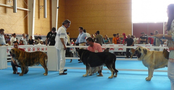 Armani del Agostadero, Azebacho de Campollano & Bardo de la Salombra - Open Class Males, Exposicion Nacional de Razas Espanolas, Talavera de la Reina, 23.5.2009
Keywords: 2009