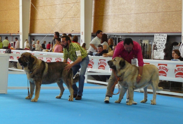 Duque de Reciecho & Huron de los Mercegales - Open Class Males, Exposicion Nacional de Razas Espanolas, Talavera de la Reina, 23.5.2009
Keywords: 2009