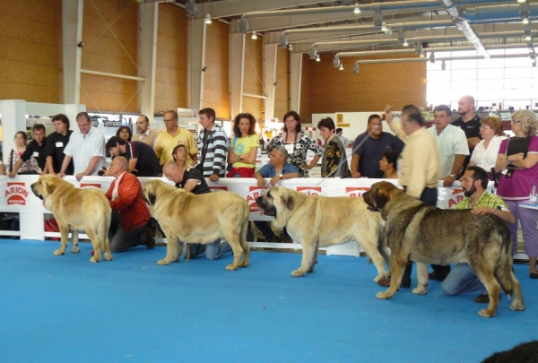 Karonte de Montes del Pardo, Oberon de Hazas de Cesto & Duque de Reciecho - Open Class Males, Exposicion Nacional de Razas Espanolas, Talavera de la Reina, 23.5.2009
Keywords: 2009