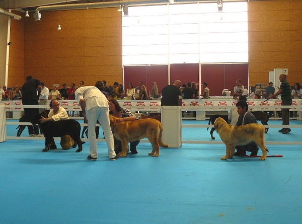 Puppy Class Females,  Exposicion Nacional de Razas Espanolas, Talavera de la Reina, 23.5.2009
Keywords: 2009