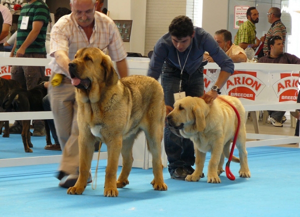 Puppy Class Males, Exposicion Nacional de Razas Espanolas, Talavera de la Reina, 23.5.2009
Keywords: 2009