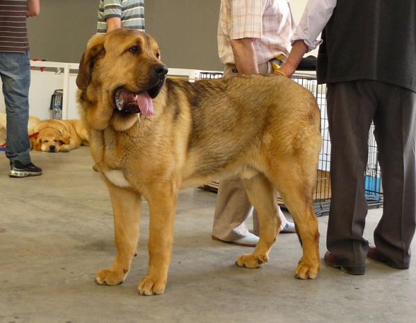 Roco de Autocan - Puppy Class Males, Exposicion Nacional de Razas Espanolas, Talavera de la Reina, 23.5.2009 
(Chico I de Autocan x Bella de Autocan)  
Born: 02.09.08
Keywords: 2009 autocan