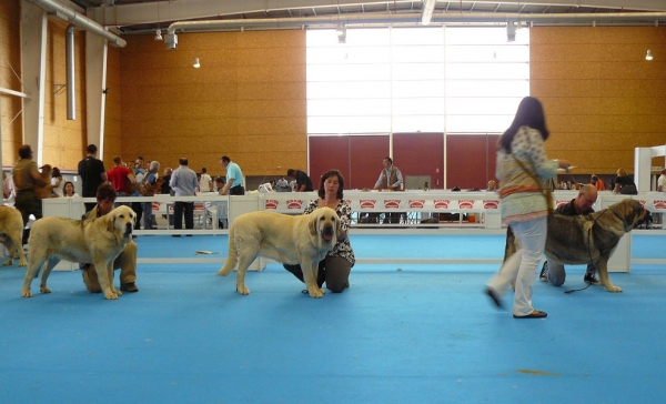 Roxana Tornado Erben, Lois Tornado Erben & Zagala de Hazas de Cesto, Exposicion Nacional de Razas Espanolas, Talavera de la Reina, 23.5.2009
Roxana: Young Class Females (Caruso x Linda Tornado Erben) - Born: 11.08.08 
Lois: Champion Class Females (Ch. Basl Mastifland x Ch. Florita Maja Tornado Erben) - Born: 13.12.06 
Zagala: Open Class Females (Bulnes de Torreanaz x Ch. Coral de Hazas de Cesto) - Born: 29.04.07
Keywords: 2009