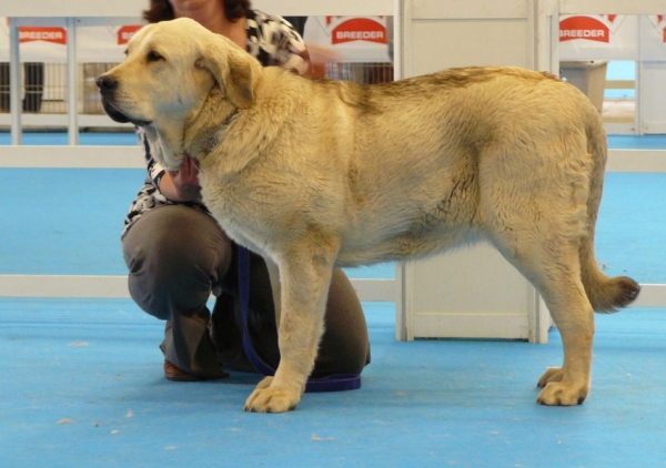 Roco de Autocan - Puppy Class Males, Exposicion Nacional de Razas Espanolas, Talavera de la Reina, 23.5.2009 
(Chico I de Autocan x Bella de Autocan)  
Born: 02.09.08
Keywords: 2009 autocan