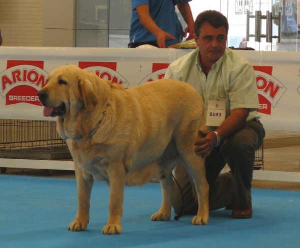 Siena de Trashumancia - Open Class Females, Exposicion Nacional de Razas Espanolas, Talavera de la Reina, 23.5.2009
(Americano de Trashumancia x Amapola de Trashumancia)
Born: 25.04.05
الكلمات الإستدلالية(لتسهيل البحث): 2009 laciana trashumancia