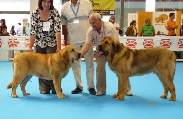 Sofia Sol Tornado Erben & Roco de Autocan - Puppy Class Female and Male, Exposicion Nacional de Razas Espanolas, Talavera de la Reina, 23.5.2009
Keywords: 2009