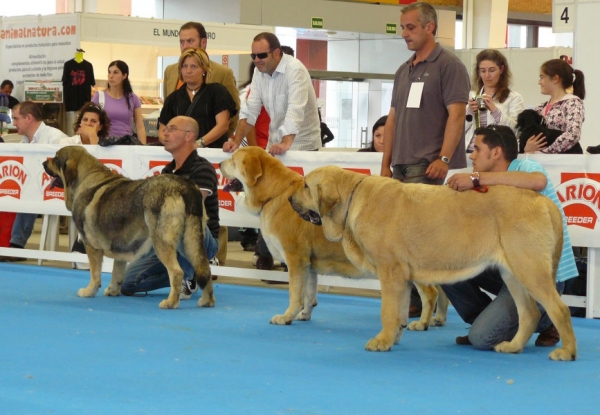 Zagala de Hazas de Cesto & Luchana II de los Zumbos - Open Class Females, Exposicion Nacional de Razas Espanolas, Talavera de la Reina, 23.5.2009
Keywords: 2009