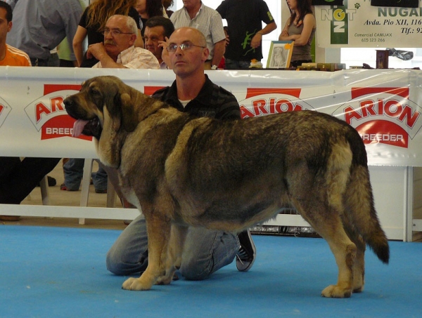 Zagala de Hazas de Cesto - Open Class Females, Exposicion Nacional de Razas Espanolas, Talavera de la Reina, 23.5.2009
(Bulnes de Torreanaz x Ch Coral de Hazas de Cesto)
Born: 29.04.07
Keywords: 2009 hazasdecesto