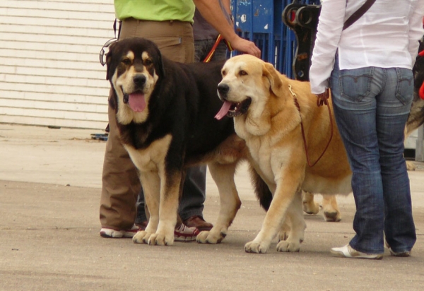 Zangarron de los Zumbos (Open Class Males) & Luchana II de los Zumbos (Open Class Females), Exposicion Nacional de Razas Espanolas, Talavera de la Reina, 23.5.2009
Keywords: 2009 zumbos