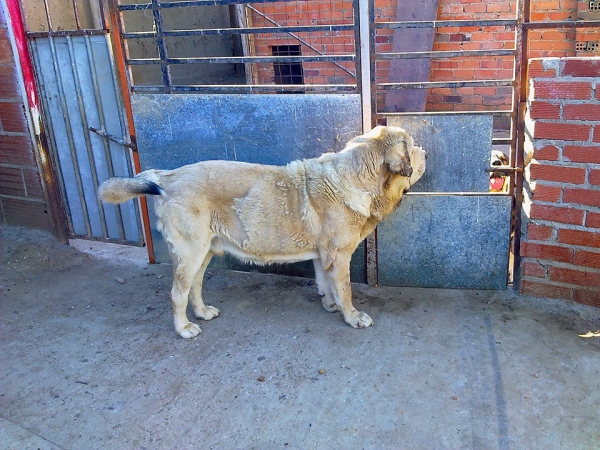 Saturno del Alexpar
Moroco de Fuenteminbre x Melga de Galisancho
