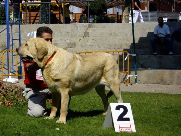 Saya de Zurita: Exc. 2 - Young Class Females, XXVII Monográfica AEPME, 15.09.2007
Keywords: 2007 zurita