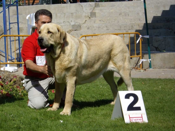 Saya de Zurita: Exc. 2 - Young Class Females, XXVII Monográfica AEPME, 15.09.2007
Keywords: 2007 zurita