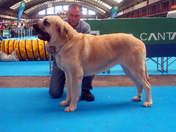 Senda - Open Class Females: EXC. 1 - National & International Show, Torrelavega, Cantabria - 18-19.03.2006 
Owner: Angel Sainz de la Maza 

Keywords: 2006