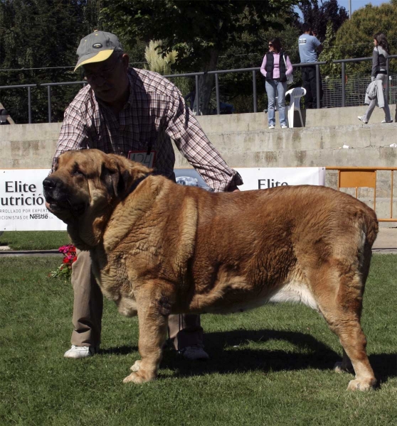 Señora de Autocan: EXC 2 - Champion Class Females, Monográfica AEPME 13.09.2008
(Quijano de Autocan x Ama de Autocan)
Born: 12.08.03
Keywords: 2008 autocan