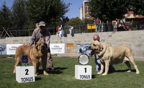 Señora de Autocan: EXC 2 & Coral de Hazas de Cesto: EXC 1 - Champion Class Females, Monográfica AEPME 13.09.2008
Señora: (Quijano de Autocan x Ama de Autocan) - born: 12.08.03
Coral: (Mayoral de Hazas de Cesto x Milena de Hazas de Cesto) - born: 06.01.05 
Keywords: 2008