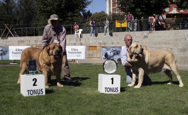 Señora de Autocan: EXC 2 & Coral de Hazas de Cesto: EXC 1 - Champion Class Females, Monográfica AEPME 13.09.2008
(Quijano de Autocan x Ama de Autocan) 
Born: 12.08.03

Keywords: 2008