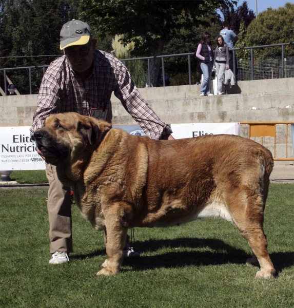 Señora de Autocan: EXC 2 - Champion Class Females, Monográfica AEPME 13.09.2008
(Quijano de Autocan x Ama de Autocan)
Born: 12.08.03
Keywords: 2008 autocan