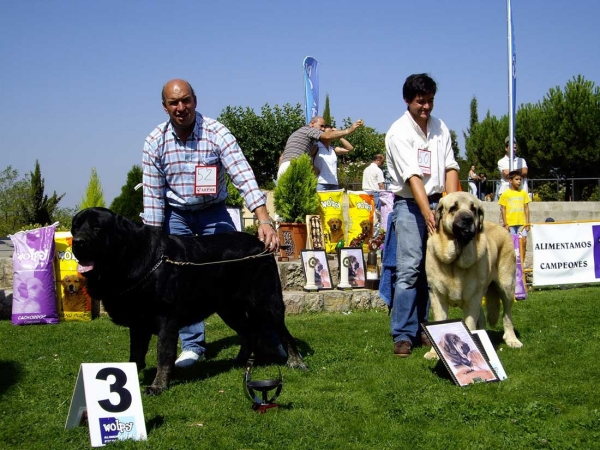 Costero de Buxionte: Exc. 3 & Seo de Torreanaz: Exc. 1, CAC - Open Class Males, XXVII Monográfica AEPME, 15.09.2007
Costero: (Ch. Ulises de Babia X Rayas de los Zumbos) - Born: 14.08.2004
Seo: (Llanero de Ablanera X Tina de Babia) - Born: 01.07.2004   

Keywords: 2007