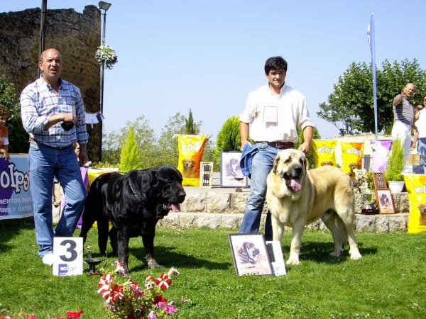 Costero de Buxionte: Exc. 3 & Seo de Torreanaz: Exc. 1, CAC - Open Class Males, XXVII Monográfica AEPME, 15.09.2007
Costero: (Ch. Ulises de Babia x Rayas de los Zumbos) - Born: 14.08.2004
Seo: (Llanero de Ablanera x Tina de Babia) - Born: 01.07.2004

Keywords: 2007