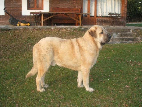 Seo de Torreanaz
(Llanero de Ablanera X Tina de Babia)
Born: 01.07.2004 
