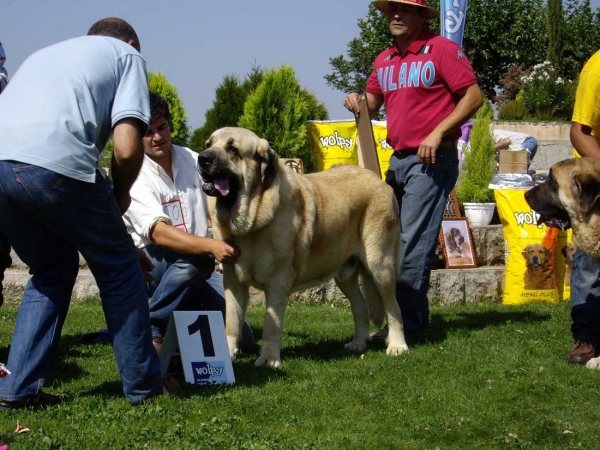 Seo de Torreanaz: Exc. 1, CAC - Open Class Males, XXVII Monográfica AEPME, 15.09.2007
(Llanero de Ablanera x Tina de Babia) 
Born: 01.07.2004

Keywords: 2007 torreanaz