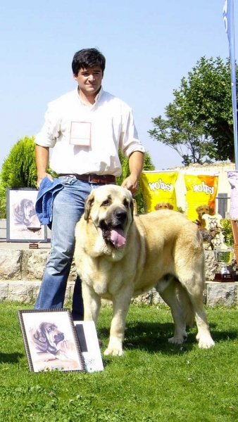 Seo de Torreanaz - Campeon de España 2007
Llanero de Ablanera x Tina de Babia)
Born; 01.07.2004
Breeder & owner: Alfonso Piris López-Dóriga 
Keywords: torreanaz