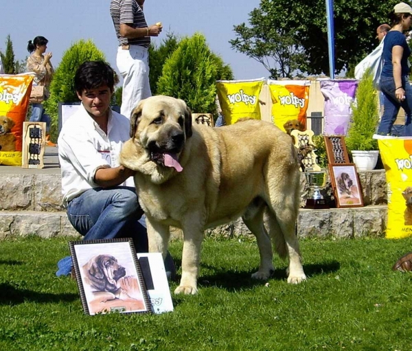 Seo de Torreanaz - Campeon de España 2007
Llanero de Ablanera x Tina de Babia)
Born; 01.07.2004
Breeder & owner: Alfonso Piris López-Dóriga 
Keywords: torreanaz