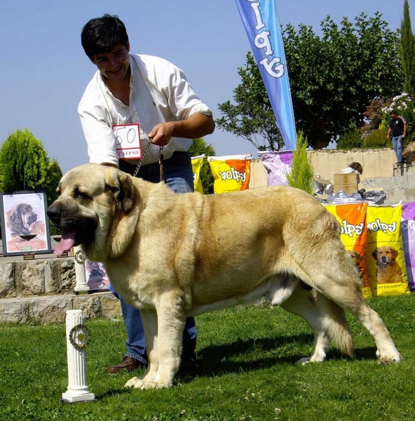 Seo de Torreanaz - Campeon de España 2007
Llanero de Ablanera x Tina de Babia)
Born; 01.07.2004
Breeder & owner: Alfonso Piris López-Dóriga 

Keywords: torreanaz