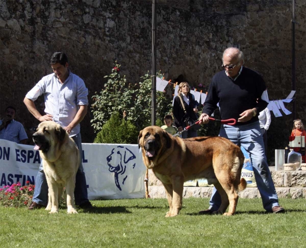 Seo de Torreanaz: EXC & Tarzán: EXC - Champion Class Males, Monográfica AEPME 13.09.2008
Seo: (Llanero de Ablanera x Tina de Babia) - born: 01.07.04
Tarzán: (Sultán x Telva) - born: 14.01.03
Keywords: 2008