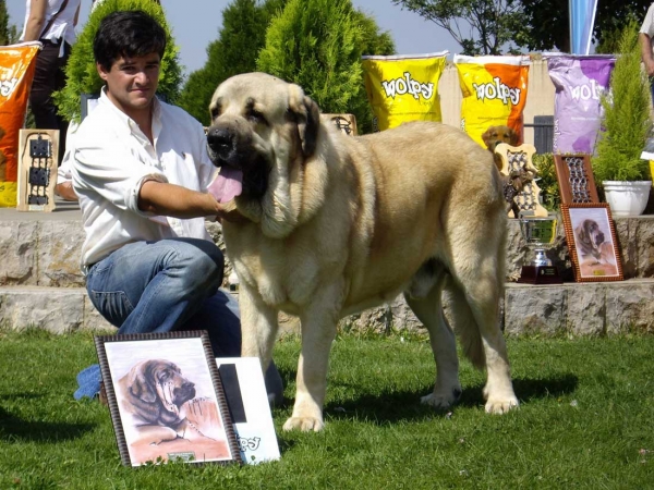 Seo de Torreanaz: Exc. 1, CAC - Open Class Males, XXVII Monográfica AEPME, 15.09.2007
(Llanero de Ablanera x Tina de Babia) 
Born: 01.07.2004

Keywords: 2007 torreanaz