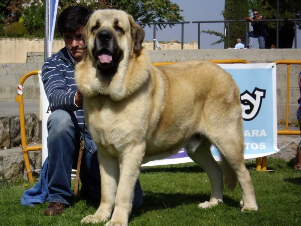 Seo de Torreanaz: Exc. 1, CAC - Open Class Males, XXVII Monográfica AEPME, 15.09.2007
(Llanero de Ablanera x Tina de Babia)
Born: 01.07.2004

Keywords: 2007 torreanaz