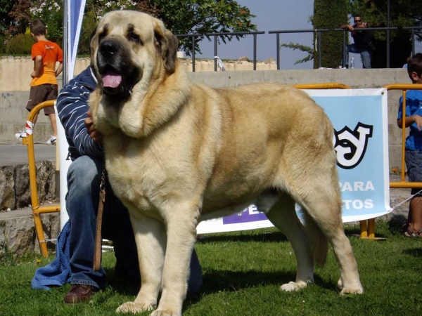 Seo de Torreanaz: Exc. 1, CAC - Open Class Males, XXVII Monográfica AEPME, 15.09.2007
(Llanero de Ablanera x Tina de Babia)
Born: 01.07.2004

Keywords: 2007 torreanaz