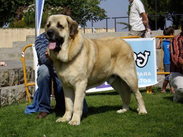 Seo de Torreanaz: Exc. 1, CAC - Open Class Males, XXVII Monográfica AEPME, 15.09.2007
(Llanero de Ablanera x Tina de Babia)
Born: 01.07.2004

Keywords: 2007 torreanaz