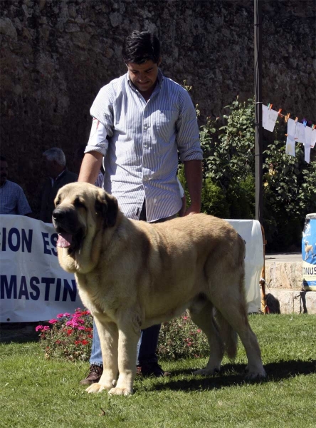 Seo de Torreanaz: EXC - Champion Class Males, Monográfica AEPME 13.09.2008
(Llanero de Ablanero x Tina de Babia) - born: 01.04.04
Keywords: 2008 torreanaz