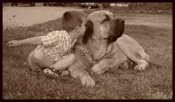 Kromagnon Tornado Erben and Samuel - Winner Photo of the Month August 2008 
Basil Mastifland X Deborah Tornado Erben 
Keywords: kromagnon