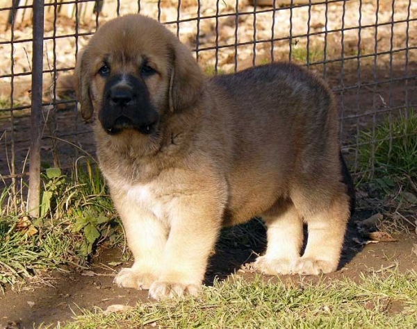 Sherry Tornado Erben 6 weeks old
Druso de la Aljabara x Lois Tornado Erben
29.10.2008

Keywords: puppyczech tornado