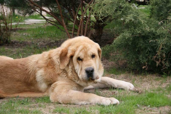 Jorgito Tornado Erben (Simba) - father of puppies born 07.05.08
Jorgito Tornado Erben (Simba) x Motley House Bagira Papillion (Baggi)
07.05.2008 

Keywords: puppyrussia emastif