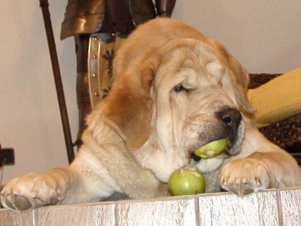 Jorgito Tornado Erben (called Simba) 'I LIKE APPLES' - Winner Photo of the Month May 2008
(Druso de la Aljabara X Cassandra Tornado Erben)
Born: 26.06.2006

Keywords: emastif