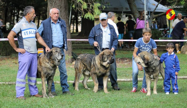 Concurso mastines sin registro - Barrios de Luna 16.09.2014
2De izq a dcha, 1º Artillero, 3º Verdugo y 2º Verdugo 
Keywords: 2014