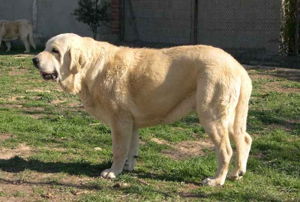 Sobia de Ablanera
Moroco de Fuente Mimbre x Nena de Ablanera  

