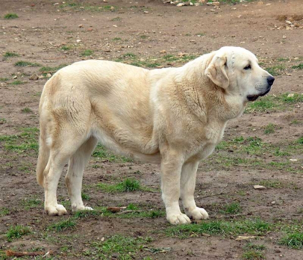 Sobia de Ablanera
Moroco de Fuente Mimbre x Nena de Ablanera  

