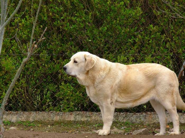 Sobia de Ablanera
Moroco de Fuente Mimbre x Nena de Ablanera
