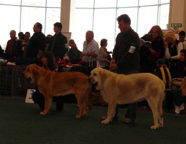 Sofia Sol Tornado Erben: very good & Syra: exc 3 - Junior Class Females, World Dog Show 2009, Bratislava
