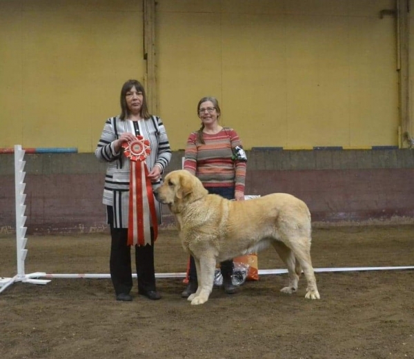 Soleil Tornado Erben - BIS at SBHKs show Åstorp, Sweden 
(Ich. Baruc de Puerto Canencia x Ch. Daffy Tornado Erben)
Keywords: 2019