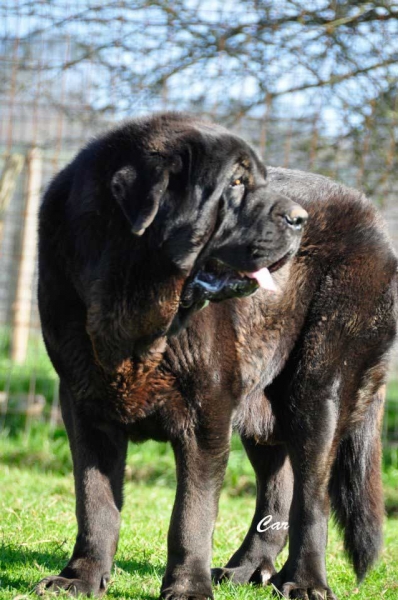 Solo de Folgueras - father of 'Villapedre' puppies born 12.03.2012
