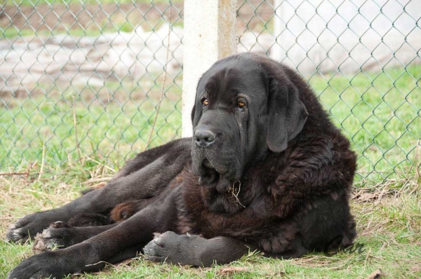 Solo de Folgueras - father of 'Villapedre' puppies born 12.03.2012
